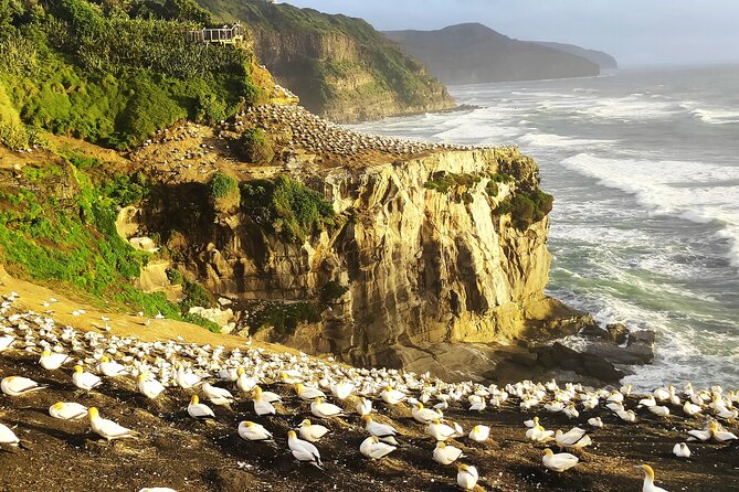12 Day New Zealand Private Tour from Auckland to Queenstown - Key things I’d zero in on