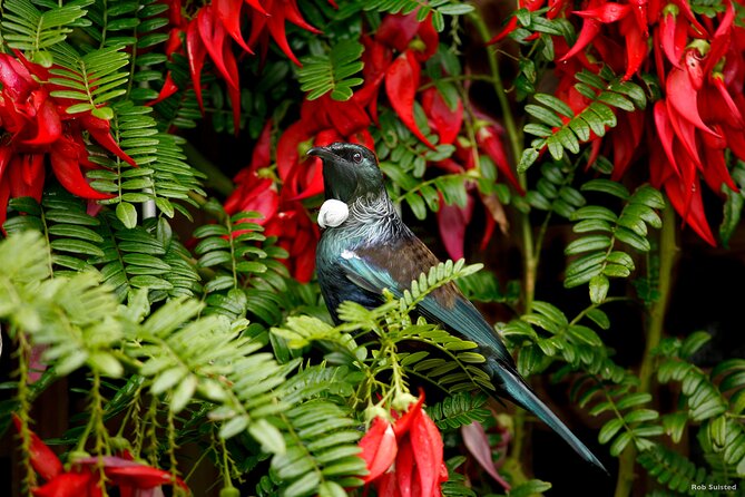 Afternoon Piha Beach and Rainforest Tour from Auckland - Key highlights worth planning around