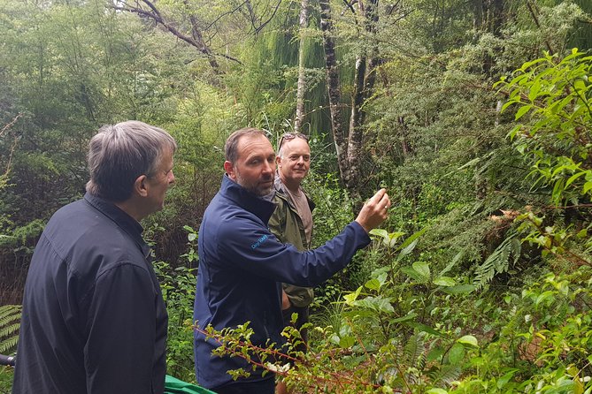 Afternoon Piha Beach and Rainforest Tour from Auckland - Auckland to Waitakere in one afternoon: what the 5 hours really feels like