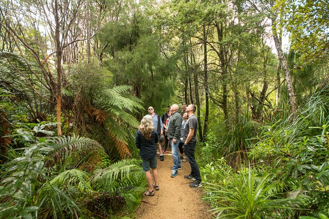Afternoon Piha Beach and Rainforest Tour from Auckland - Price and value of $124.11: what you’re paying for