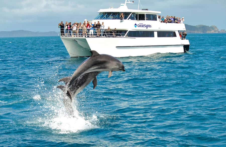 Auckland: Bay of Islands Day Tour with Dolphin Cruise - Urupukapuka Island time at Otehei Bay, swim, walk, and reset