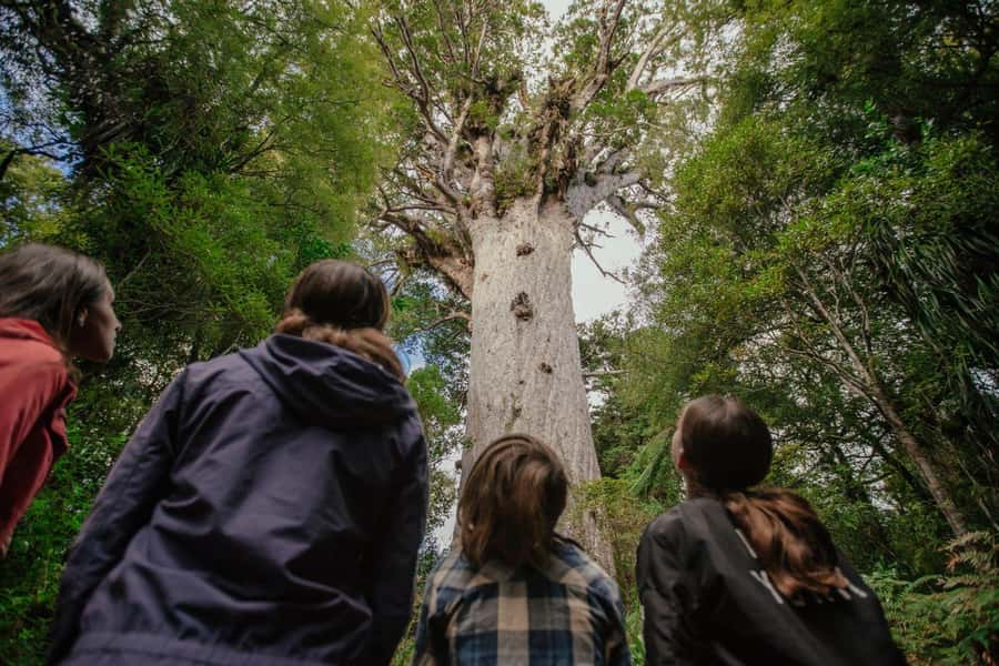 Auckland: Bay of Islands Tour & Cruise 2Day Small Group Tour - Key things to know before you book