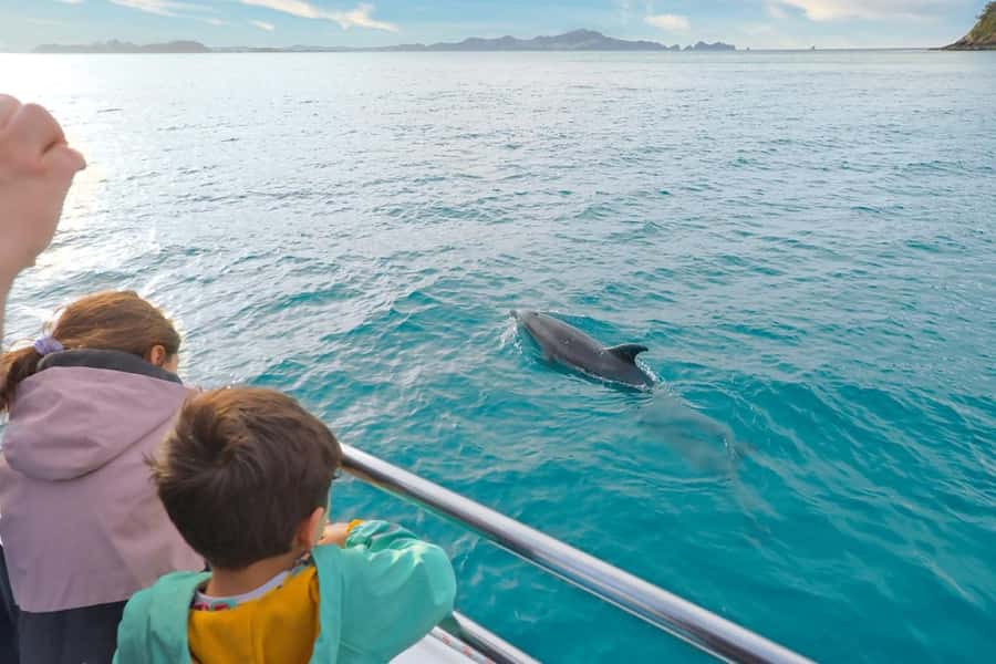 Auckland: Bay of Islands Tour & Cruise 2Day Small Group Tour - Waipoua Forest and Tane Mahuta: expect the forest, not a guarantee