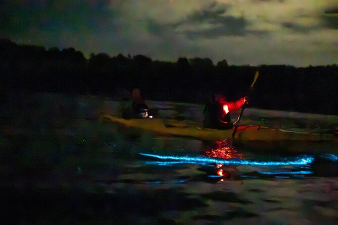 Auckland Bioluminescence Kayak Tour - Watching fish light up, and what the glow really is