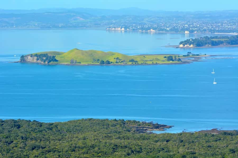 Auckland: Browns Island (Motukorea) Sea Kayak Tour - Wildlife spotting: whales, dolphins, seabirds, and the birds you can actually name