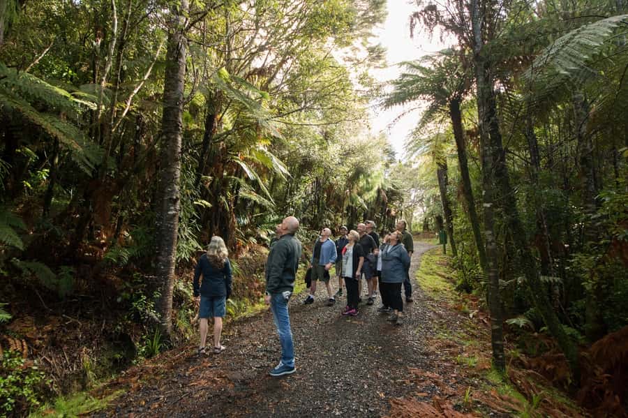Auckland City, Beaches & Rainforest Premium Small Group Tour - Key Highlights You Should Care About