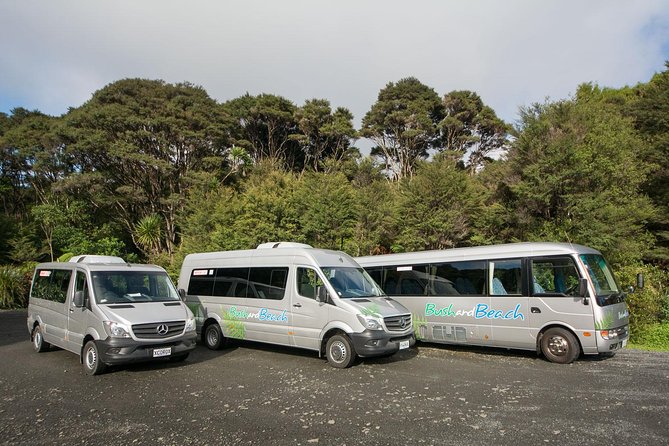 Auckland City Highlights, Afternoon Piha Beach & Rainforest Tour - The rainforest walk: tree ferns, bird sounds, and a kauri moment (about 45 minutes)