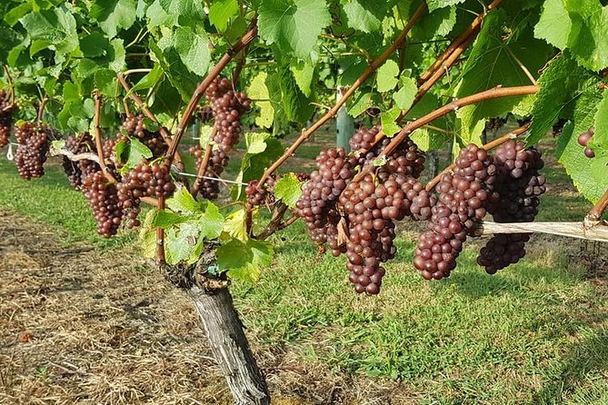 Auckland City Tour & Kumeu Wine Country Includes Wine Tastings & Lunch - Westbrook Winery tasting: shorter and focused