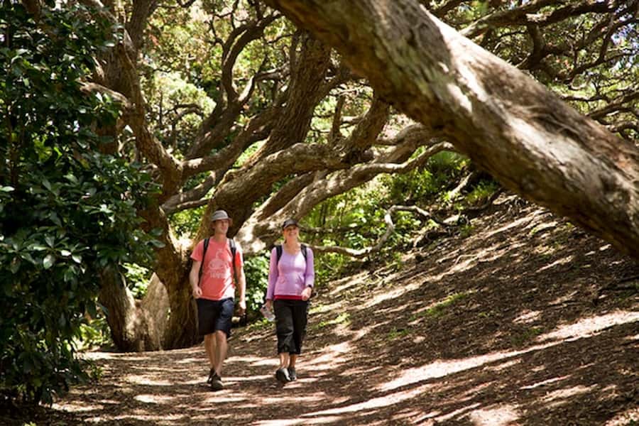 Auckland City & West Coast Luxury Tour - Key things to know before you go