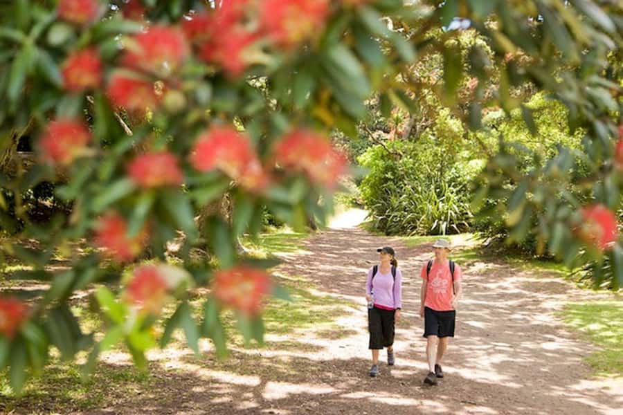 Auckland City & West Coast Luxury Tour - Auckland Domain and the skyline drive that sets the tone