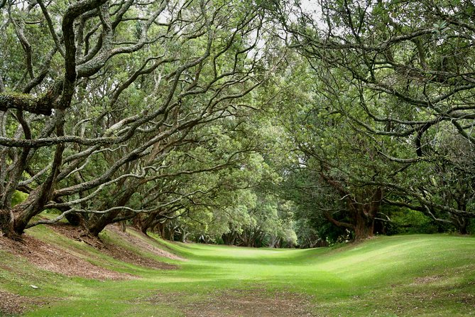 Auckland Coastal Experience - Small Group City & Beach Tour Incl. Wine Tasting - What the Small-Group Format Feels Like in Real Life