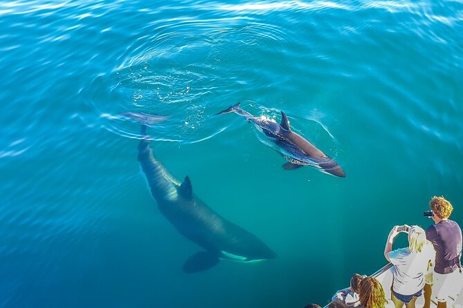 Auckland Dolphin and Whale Watching Eco-Safari Cruise - Key things that make this eco safari worth your time
