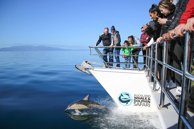 Auckland Dolphin and Whale Watching Eco-Safari Cruise - Hauraki Gulf Marine Park, what the crew looks for and why it matters