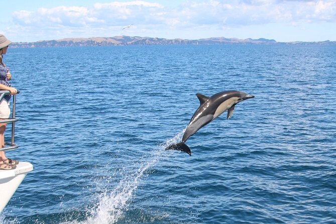 Auckland Dolphin and Whale Watching Eco-Safari Cruise - Onboard reality: where you stand, how you hear the scientists, and what to pack