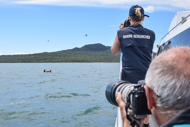 Auckland Dolphin and Whale Watching Eco-Safari Cruise - Who this suits best (and who should adjust expectations)