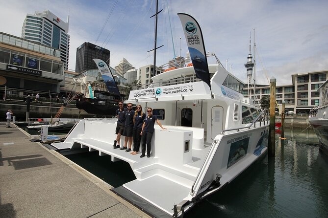Auckland Dolphin and Whale Watching Eco-Safari Cruise - Wildlife odds: dolphins are the reliable star, whales take patience