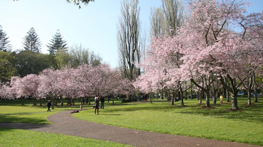 Auckland: Full-Day City Tour - First-time advantage: why an 8-hour Auckland loop helps