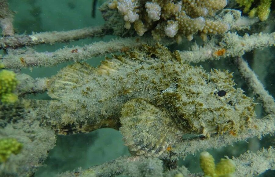 Auckland: Guided Snorkeling and Island Exploration Tours - The snorkeling session: what happens in the water and how to get the most out of it