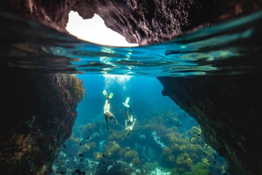 Auckland: Guided Snorkeling and Island Exploration Tours - Why Tiritiri Matangi is the star: birds, predators, and why the island feels different