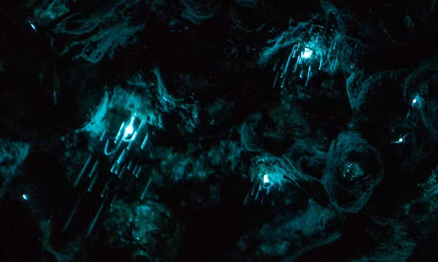 Auckland: Inner-City Glowworm Experience in Ancient Volcano - Key things to know before you go