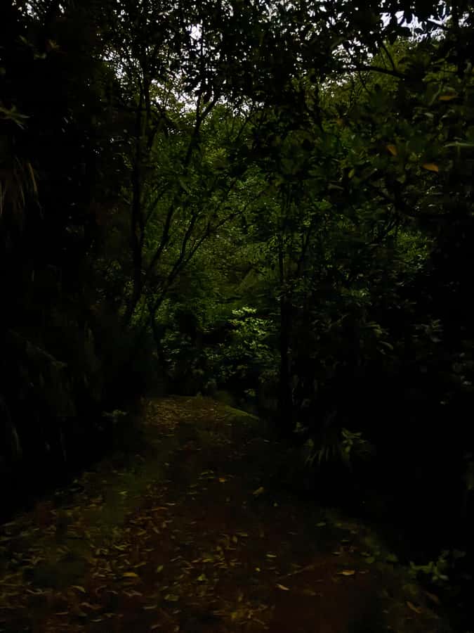 Auckland: Inner-City Glowworm Experience in Ancient Volcano - Who Should Book This Glowworm Walk in Auckland, and Who Should Skip It
