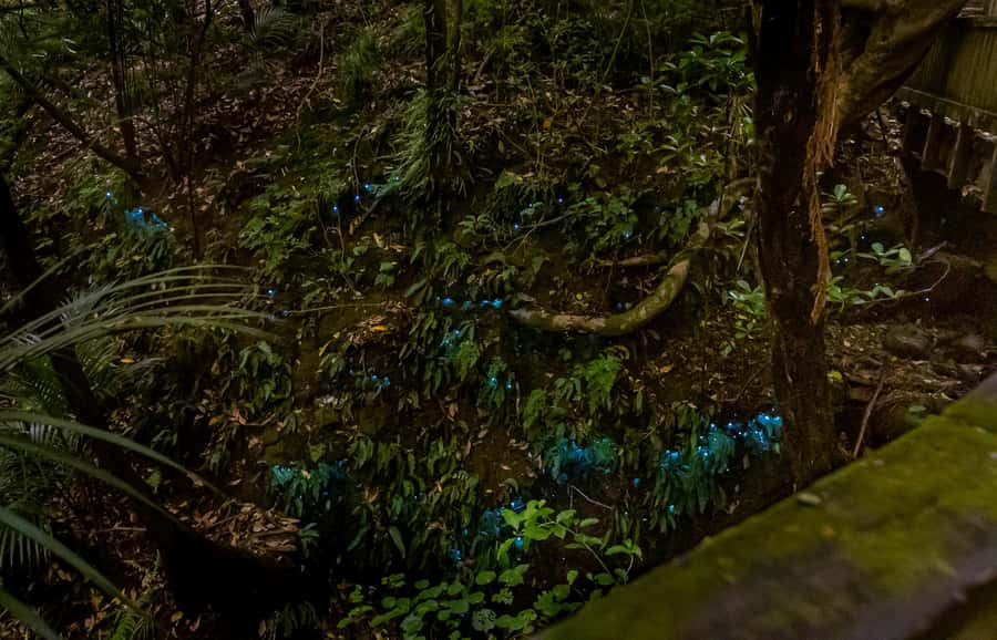 Auckland: Inner-City Glowworm Experience in Ancient Volcano - Should You Book This Auckland Inner-City Glowworm Tour?