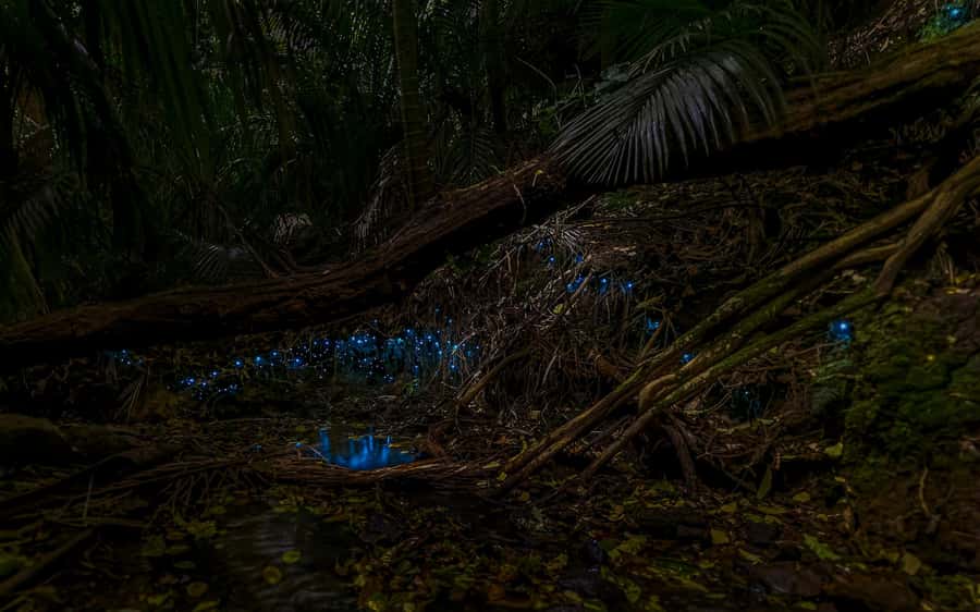 Auckland: Inner-City Glowworm Experience in Ancient Volcano - From Wintergarden Cafe: Your 1-Hour Plan Starts With a Simple Meet