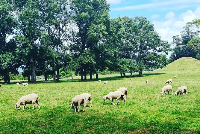 Auckland Nature Tour - Who Should Book This Tour, and Who Might Find It Frustrating