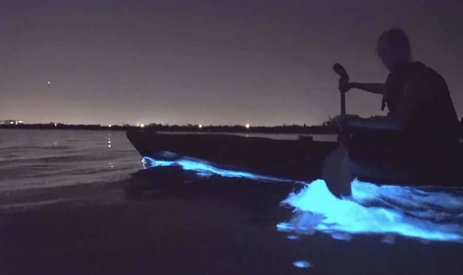 Auckland: Night Kayak Tour in Glowing Bioluminescent Waters - Sea Sparkle in Auckland: What You’ll See After Sunset