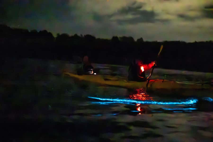 Auckland: Night Kayak Tour in Glowing Bioluminescent Waters - Which Microorganisms Matter, and Why the Science Version is Fun