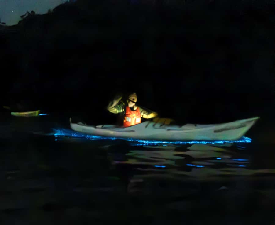 Auckland: Night Kayak Tour in Glowing Bioluminescent Waters - Moon-Phase Timing: Why It Improves Your Odds