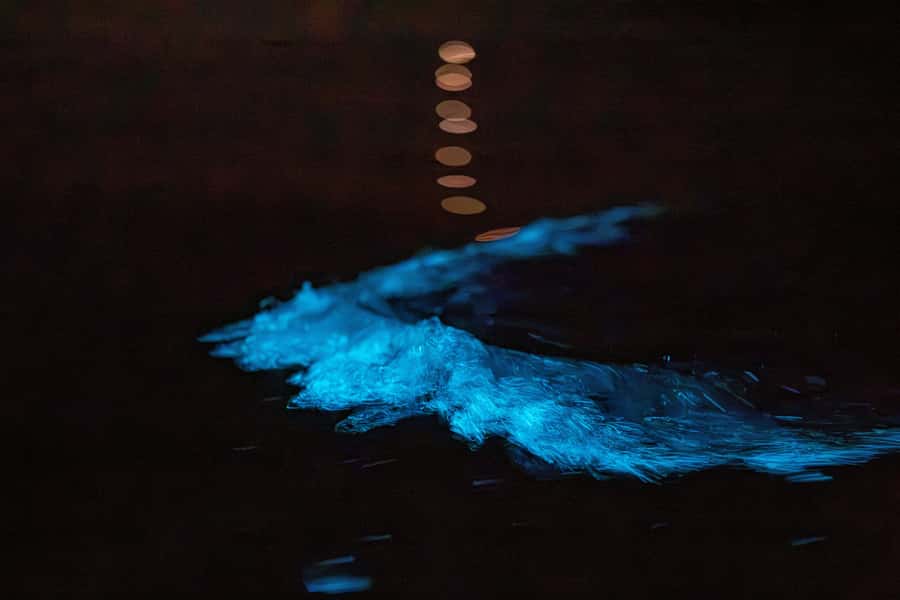 Auckland: Night Kayak Tour in Glowing Bioluminescent Waters - Picking Your Launch Spot: Okura Boat Ramp vs Waiake Beach
