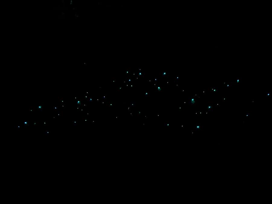 Auckland North Shore Glowworm Tour - Walking Awaruku Reserve: Kauri, Nikau, and Māori Connections