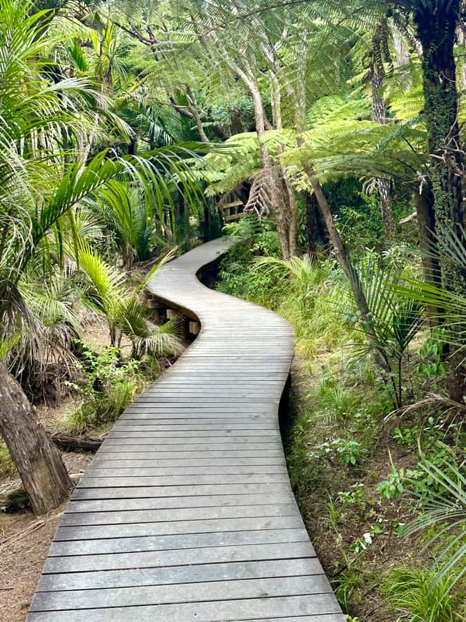 Auckland: Piha Beach, Rainforest, & Mount Eden Private Tour - Timing your coastal walk: why the small walk segments matter