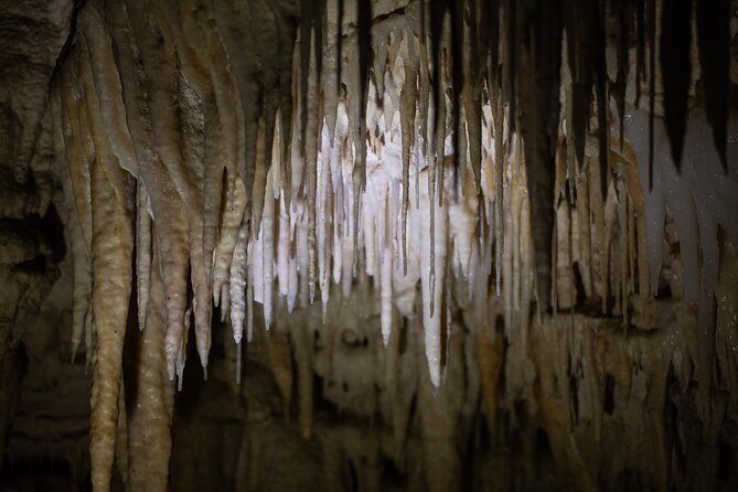 Auckland: Rotorua Māori Village, Waitomo Caves & Lunch - Price and value: what you’re really paying for at $257.54