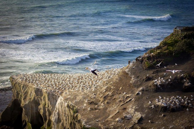 Auckland Sights Exclusive 8 Hour Luxury Day Tour - Key takeaways before you book