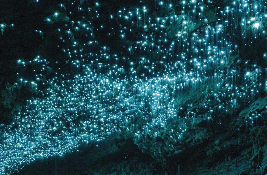 Auckland: Spellbound Glowworm Caves Explorer Tour - Glowworm Grotto boat ride: the starry-night effect (and how to get the best shots)