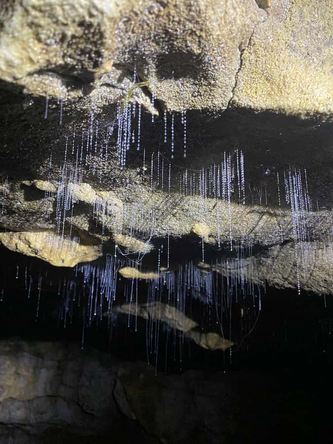 Auckland: Spellbound Glowworm Caves Explorer Tour - Who this tour fits best, and who should skip it