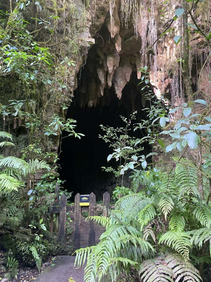 Auckland: Spellbound Glowworm Caves Explorer Tour - Should you book Spellbound Glowworm Caves Explorer from Auckland?