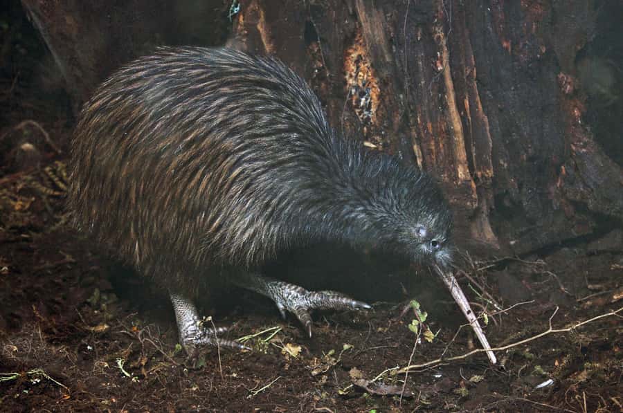 Auckland (Tawharanui): Wild Kiwi Bird Spotting Encounter - Why Tāwharanui at night feels different than Auckland city