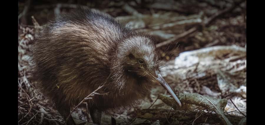 Auckland (Tawharanui): Wild Kiwi Bird Spotting Encounter - What a good kiwi sighting looks like, and why counts vary