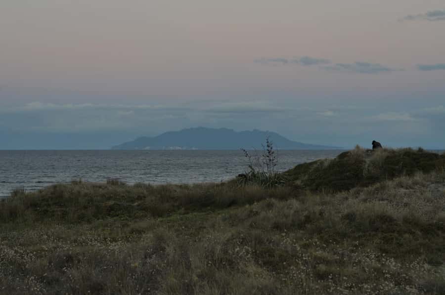 Auckland (Tawharanui): Wild Kiwi Bird Spotting Encounter - How the tour treats kiwi, habitat, and your role as a viewer