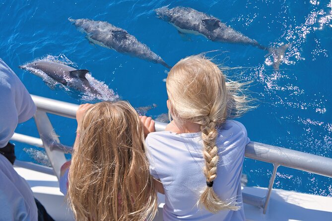 Auckland: Tikapa Moana Dolphin, Whale and Island Cruise - Key points before you go