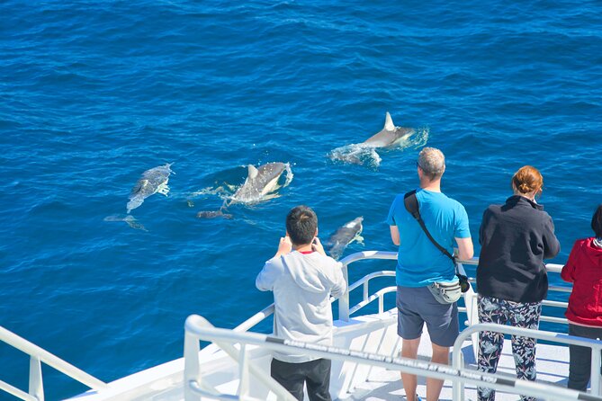 Auckland: Tikapa Moana Dolphin, Whale and Island Cruise - Who should book, and who should consider a different day