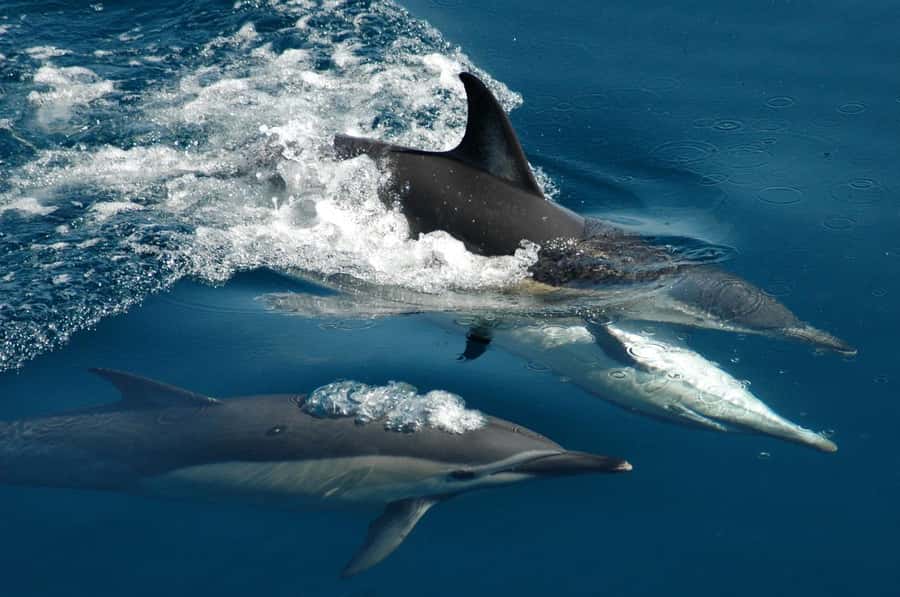 Auckland: Tikapa Moana Whales, Dolphins and Islands Cruise - First Look at the Viaduct Harbour Departure