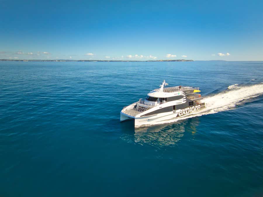 Auckland: Tikapa Moana Whales, Dolphins and Islands Cruise - Rotoroa Island Time: Walking, Views, and a Sheltered Swim Option