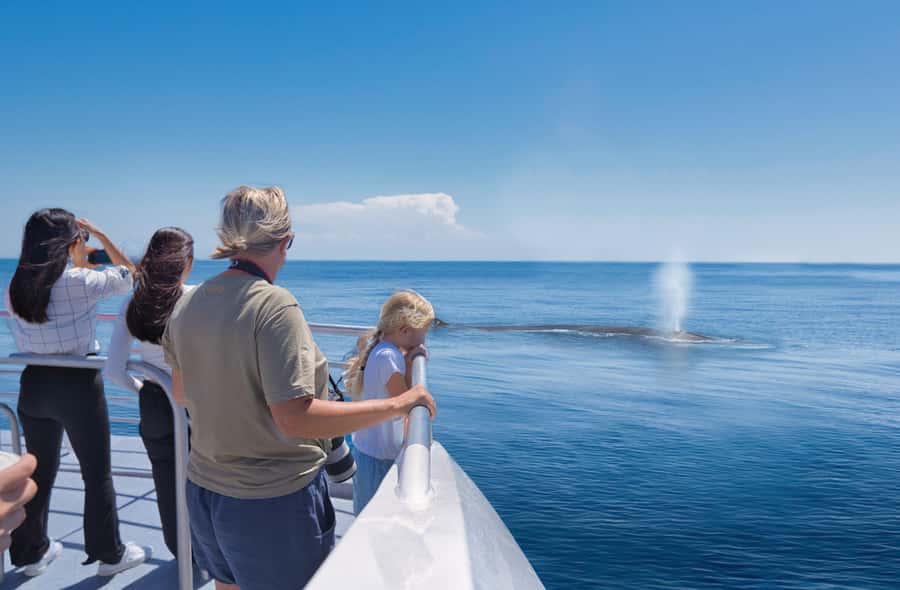 Auckland: Tikapa Moana Whales, Dolphins and Islands Cruise - The Marine Mammal Search and How the Sighting Guarantee Helps