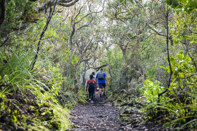 Auckland to Rangitoto Island Ferry - What to Bring, Where to Eat, and the One Rule That Matters on Rangitoto
