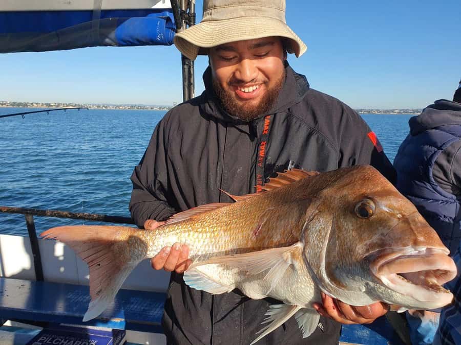 Auckland: Twilight Fishing Charter 5pm - 9:30pm - What you actually catch: snapper, kahawai, gurnard, and more