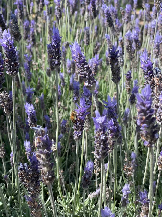 Auckland: Waiheke Island Luxury Experience Private Tour - Olive Oil Estate Day: Groves, Harvesting Demo, and Extra Virgin Tasting